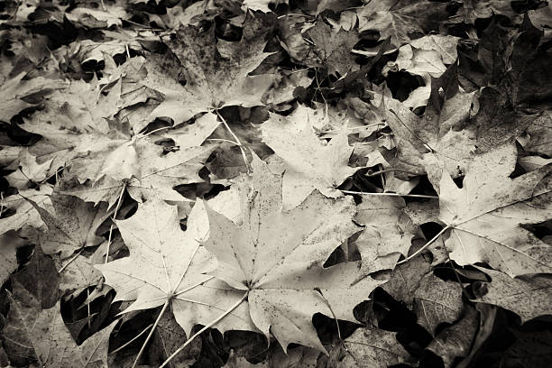 istock Leaves in Autumn, black and white 478922204