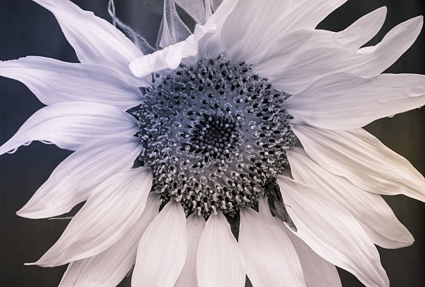 istock Healthy Sunflower Growing Central Texas Wild Flowers 478922442