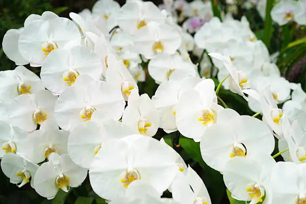 White Phalaenopsis orchid from Thailand.