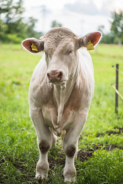 istock white young bull on pasture meadow , Animals, Cattle 478922776