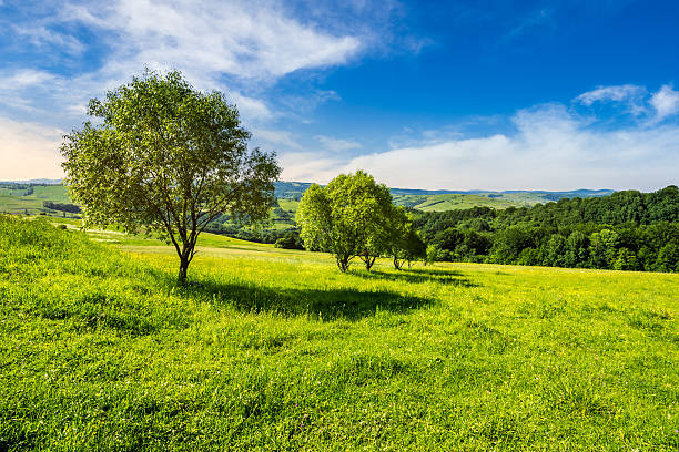 istock few trees on hillside meadow at sunrise 478923360