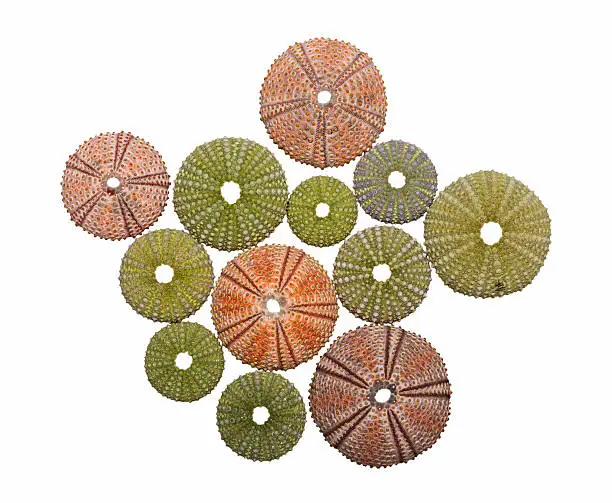 Various colorful sea urchin shells