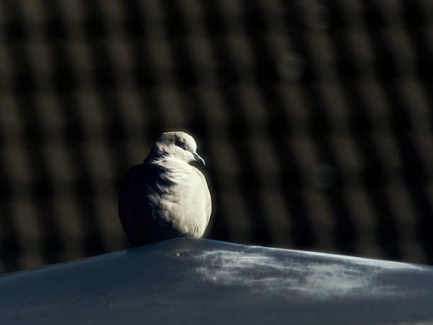 Pigeon sitting on street lamp in front of a roof in twighlight