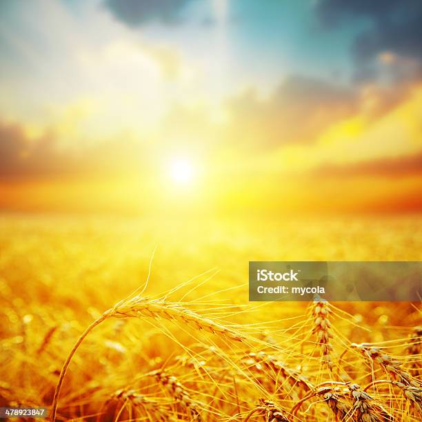 Golden Harvest In Sunset Stock Photo - Download Image Now - Photography, Agricultural Field, Corn - Crop