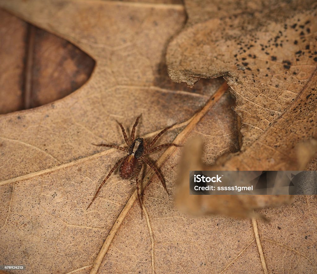 Wolf spider reposo - Foto de stock de Camuflaje libre de derechos