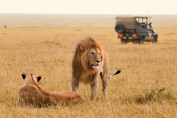 leone africano coppia e safari in jeep - kenia foto e immagini stock