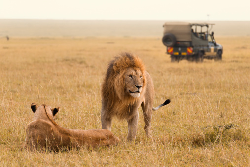 African lion couple and safari jeep in the Masai Mara in Kenya.