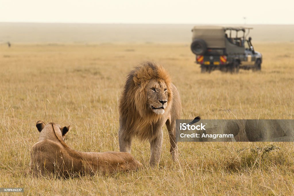 African lion couple and safari jeep African lion couple and safari jeep in the Masai Mara in Kenya. Maasai Mara National Reserve Stock Photo