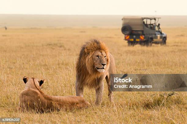 African Lion Couple And Safari Jeep Stock Photo - Download Image Now - Maasai Mara National Reserve, Safari, Kenya