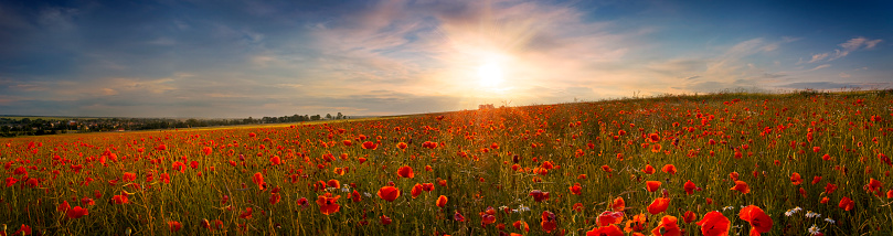 Panoramic picture of the poppies at sunset