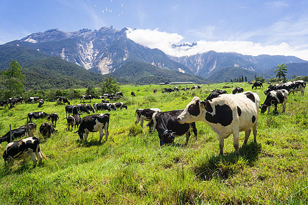 Cattles at a dairy farm with green landscape stock photo