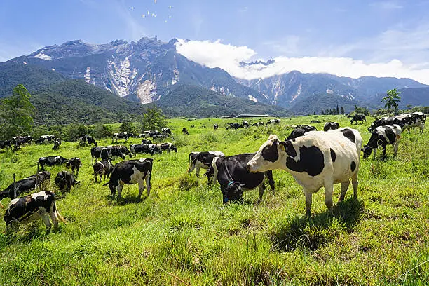 Cattles at a dairy farm in Sabah, Borneo, Malaysia in rural green landscape with Mount Kinabalu the highest peak of South East Asia at background.