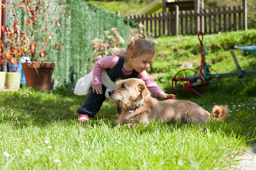 blonde baby two years old age approaching crouching and touching a brown terrier breed dog lying on green grass lawn