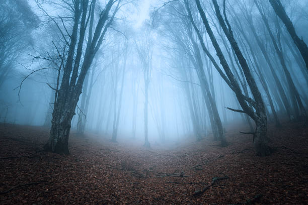 istock Trail through a mysterious dark old forest in fog. Autumn 478926594