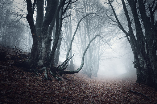 Mysterious fairy forest. Strangers park. Dark fantasy wallpaper. Stranger trees in the mist. Scary atmosphere. Paranormal another world. Mystical forest in a fog.