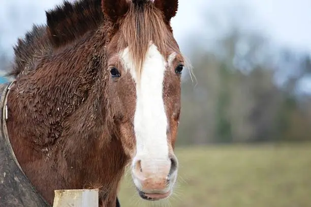Face of a brown horse with a white nose
