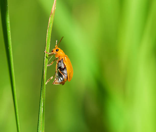 Beetle stock photo