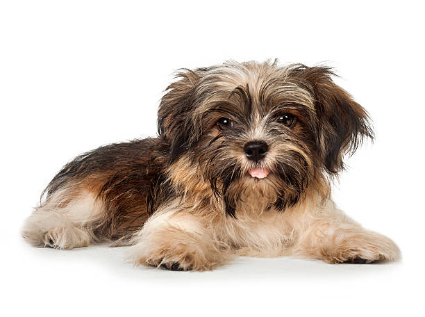 istock Lying beautiful smiling dark chocolate havanese puppy dog 478928764