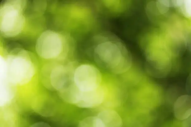 Backlit green leaves of trees - defocused background