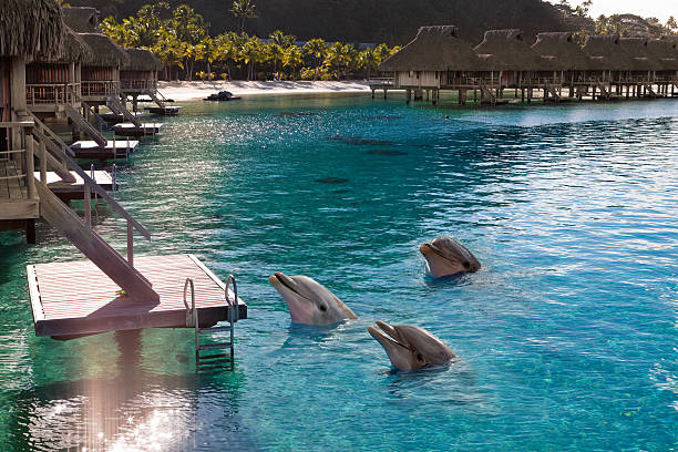 Dolphins in  bay of  tropical island, near houses on piles stock photo