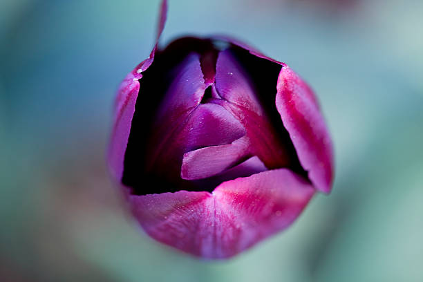 istock Tulip 'Queen of Night' 478929440