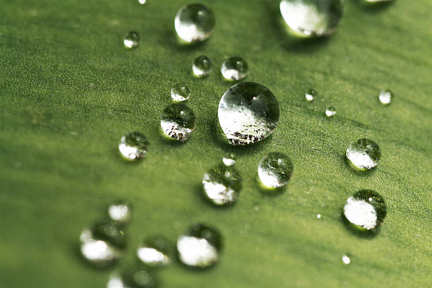 istock Green leaf with drops of water 478930639