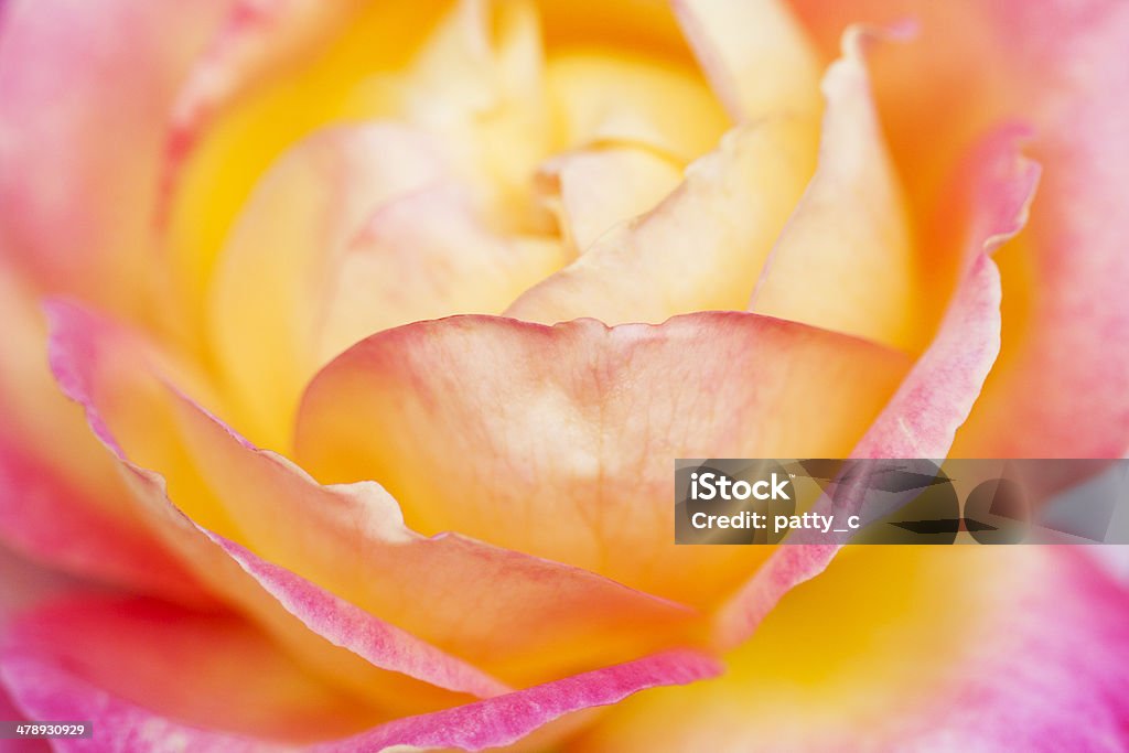 "Chicago pace" Rosa Tea ibrida - Foto stock royalty-free di Bellezza naturale