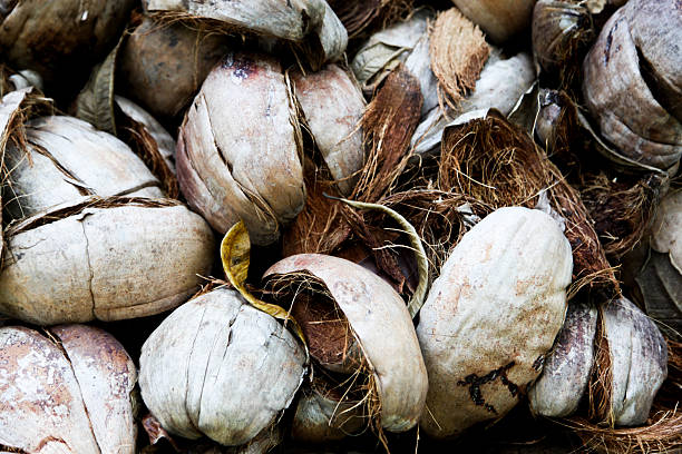 istock Pile of discarded coconut husks 478932225