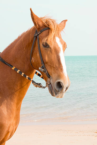 istock Brown horse standing in the sea 478933813