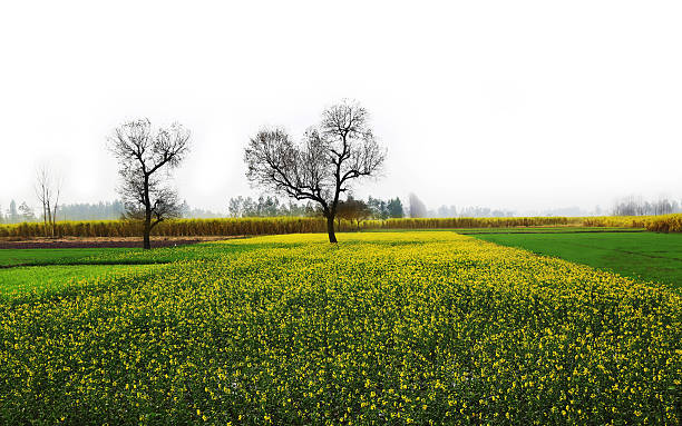 mostarda paisagem de campo - mustard plant mustard field clear sky sky - fotografias e filmes do acervo