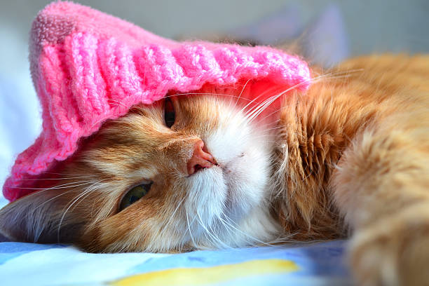 istock Funny cat in the pink hat 478934213