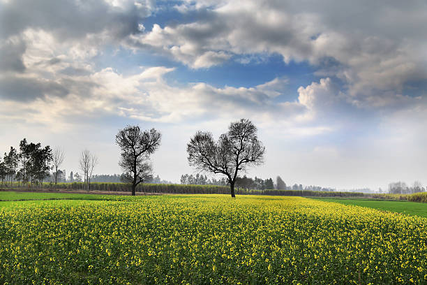 campo de mostaza y nubes - mustard plant mustard field clear sky sky fotografías e imágenes de stock