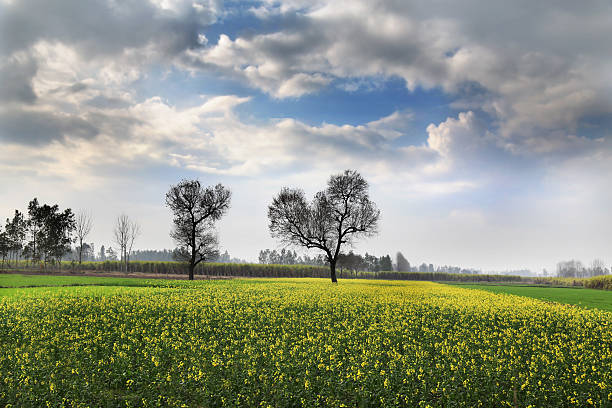 cloudscape campo e mostarda - mustard plant mustard field clear sky sky - fotografias e filmes do acervo