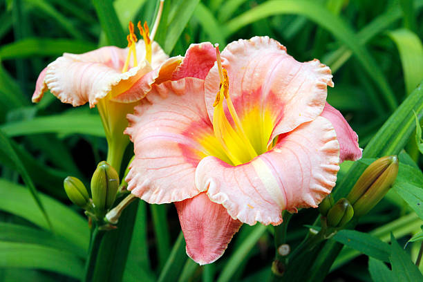 Lily Day lily day lily photos stock pictures, royalty-free photos & images