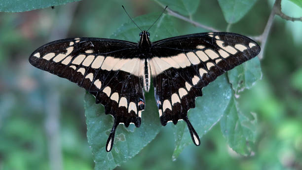 King Swallowtail butterfly stock photo