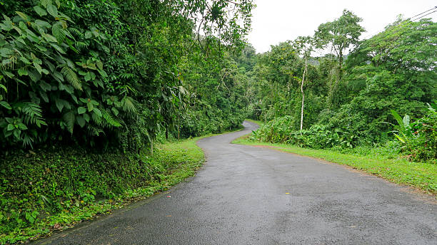 Jungle road stock photo