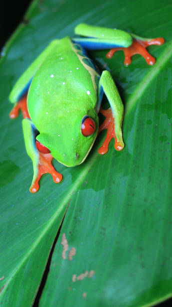 Red-eyed tree frog stock photo