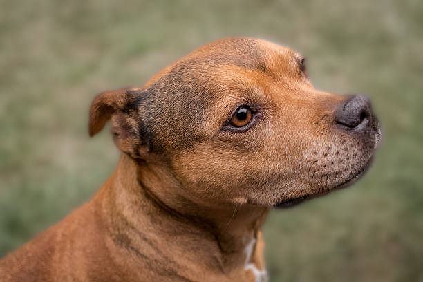istock Staffordshire Bull Terrier | Stock image 478938466
