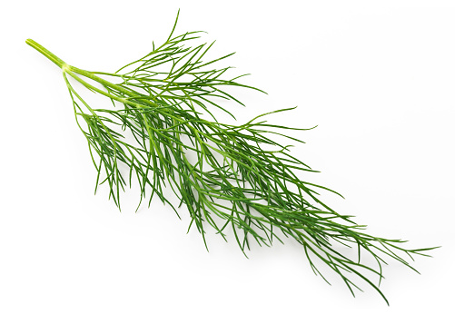 View from above of a thin twig of fresh green dill. The image is properly isolated on a white background with a slight natural shadow. Studio shot photograph taken with Canon 5D Mark III (22 megapixels) at 100 ISO.