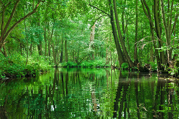 川の風景と緑の森林に spreewald /ドイツ - シュプレーヴァルト ストックフォトと画像