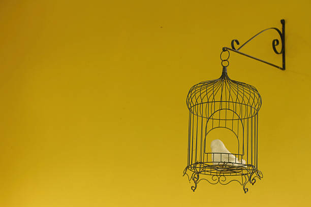 istock Bird cage on yellow background at the park 478942604