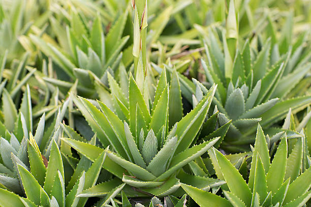 190+ Dyckia Stock Photos and Royalty-Free Pictures - iStock
