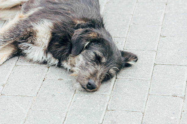 istock sleeping dog, beautiful in nature animal photograph 478945310