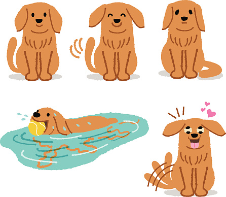 Expression of adorable golden retriever - smiling, wagging, feeling lonely, happily swimming, and exciting to wait something.