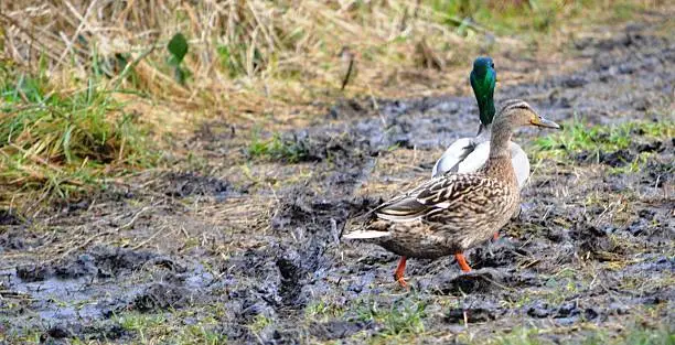 Two ducks waddling on a very muddy path