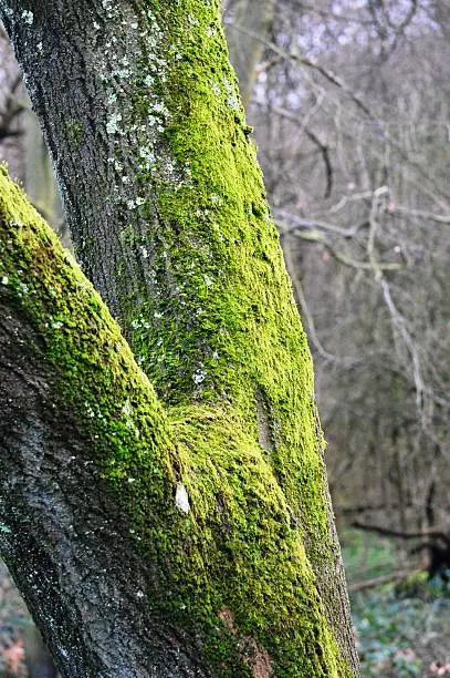 Deep green moss growing on the bark of a tree.