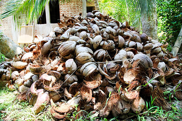 istock Pile of discarded coconut husks 478951619
