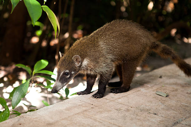 istock Very cute White-nosed Coati 478951970