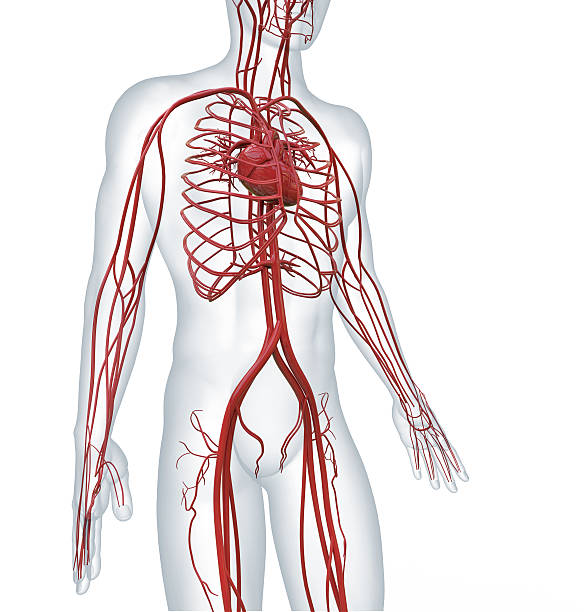 istock human body with heart and cardiovascular circulatory 478952706