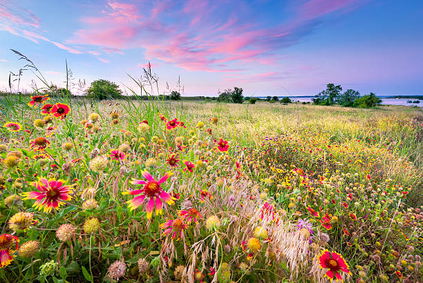istock Texas Wildflowers at Sunrise 478952802